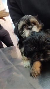 Atencion veterinaria mascotas Antofagasta