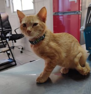 Clinica veterinaria en Antofagasta