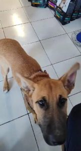 Esterilizaciones veterinaria Antofagasta