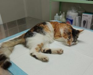 Gatos Clinica veterinaria en Antofagasta