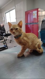 Gatos atencion veterinaria