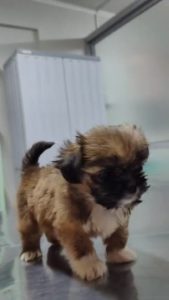 Veterinaria perros y gatos