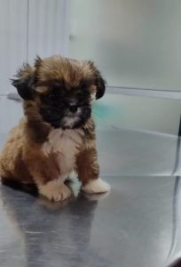 Veterinario cachorros Antofagasta